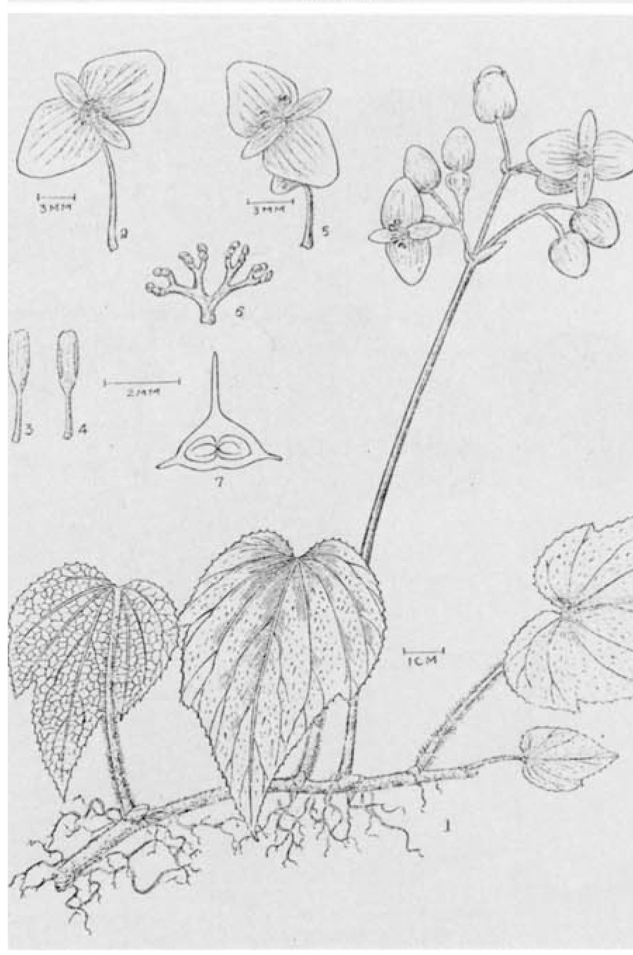 B. houttuynioides